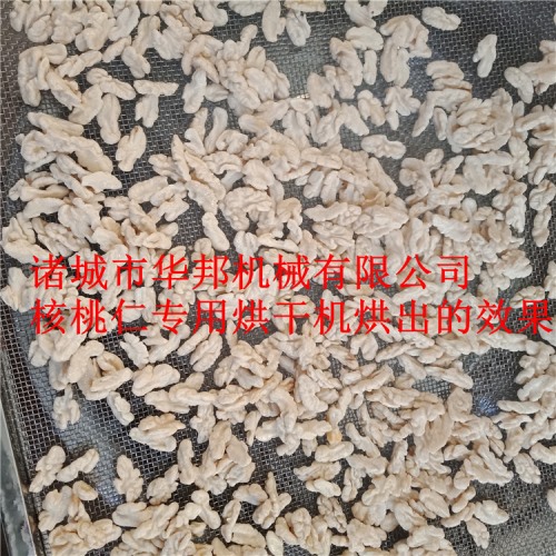 核桃仁專業烘干機 完全符合三只松鼠供貨標準