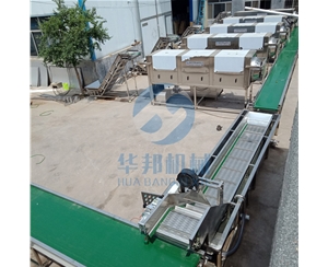現場直觀 去皮核桃仁 核桃仁去皮機
